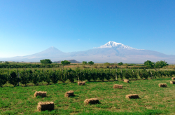 Ararat Province